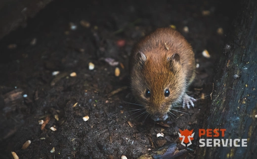 Дератизация в Муроме